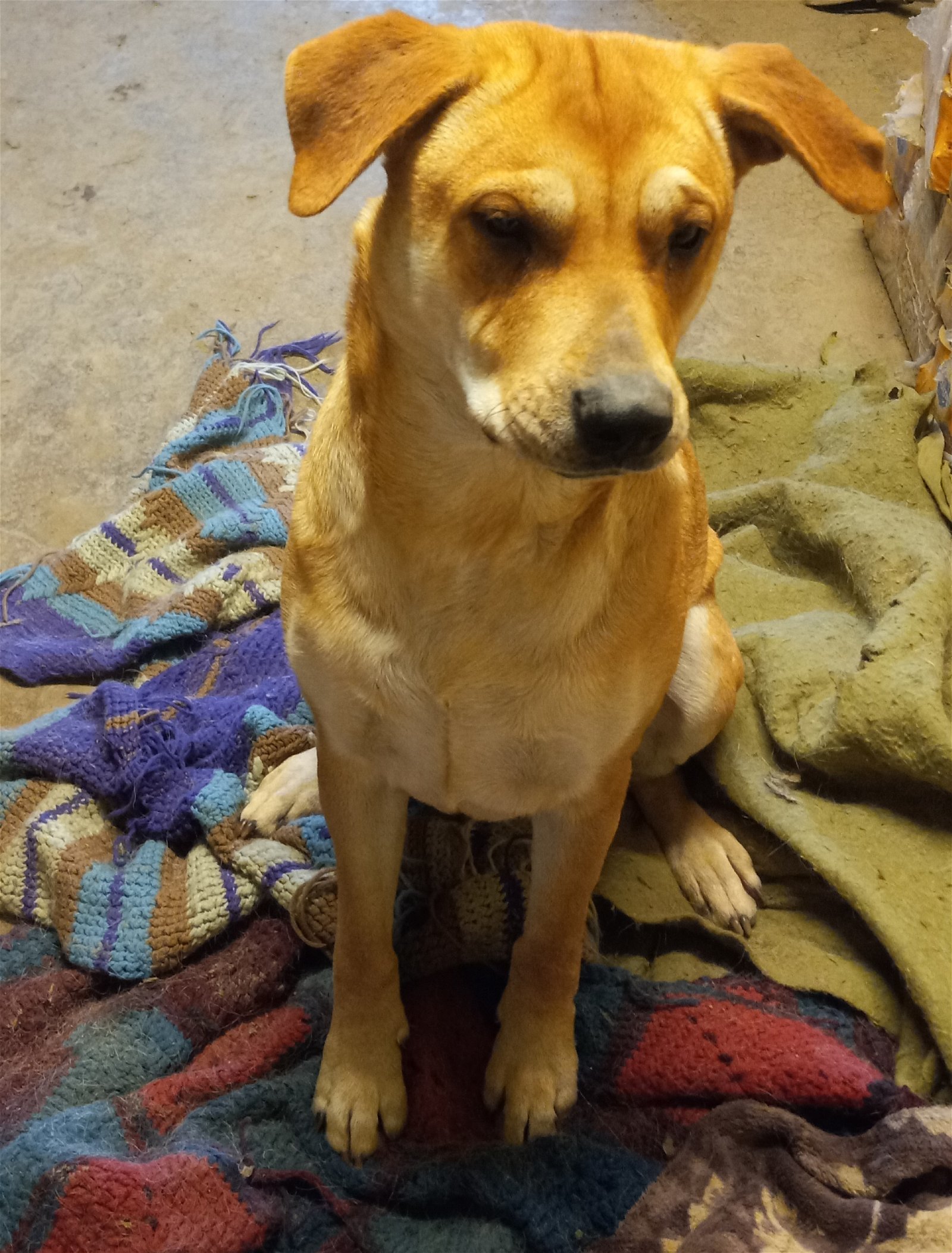 Annie, an adoptable Labrador Retriever, Shar-Pei in Albany, OR, 97321 | Photo Image 1
