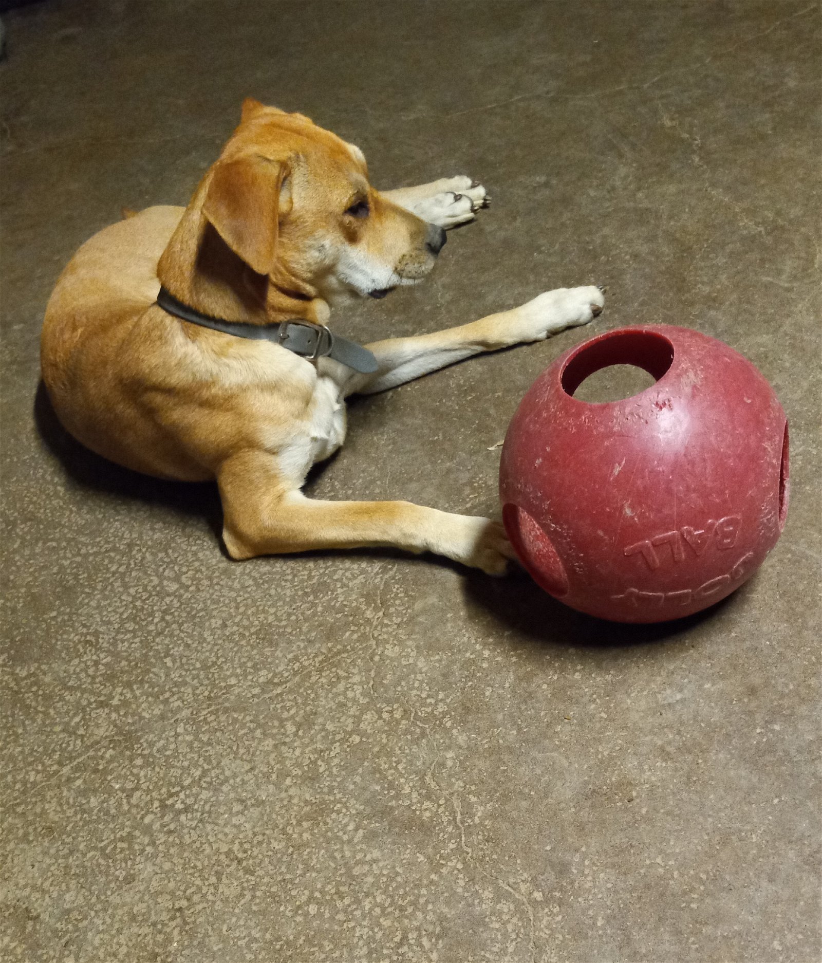 Annie, an adoptable Labrador Retriever, Shar-Pei in Albany, OR, 97321 | Photo Image 3