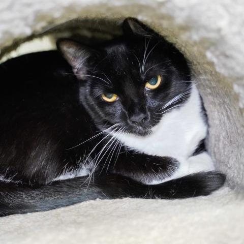 Hedwig, an adoptable Domestic Short Hair in Thomaston, ME, 04861 | Photo Image 1