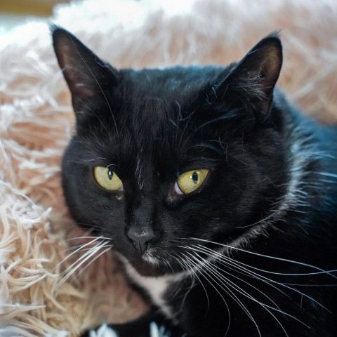 Katy, an adoptable Domestic Short Hair in Thomaston, ME, 04861 | Photo Image 1