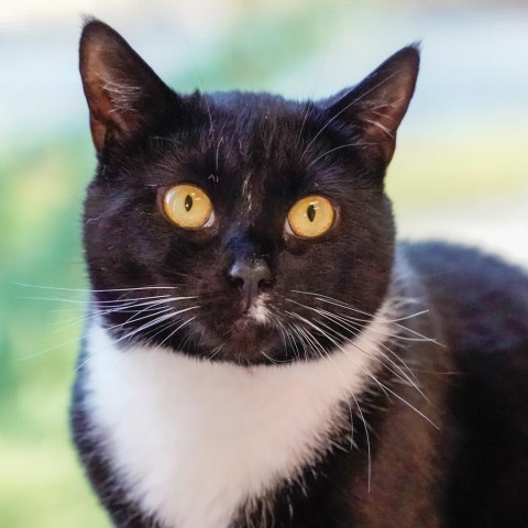 Katy, an adoptable Domestic Short Hair in Thomaston, ME, 04861 | Photo Image 1