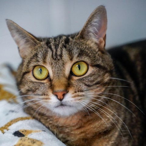 Jumping Bean, an adoptable Domestic Short Hair in Thomaston, ME, 04861 | Photo Image 1