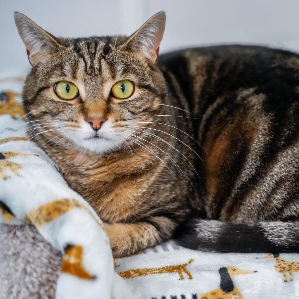 Jumping Bean, an adoptable Domestic Short Hair in Thomaston, ME, 04861 | Photo Image 2