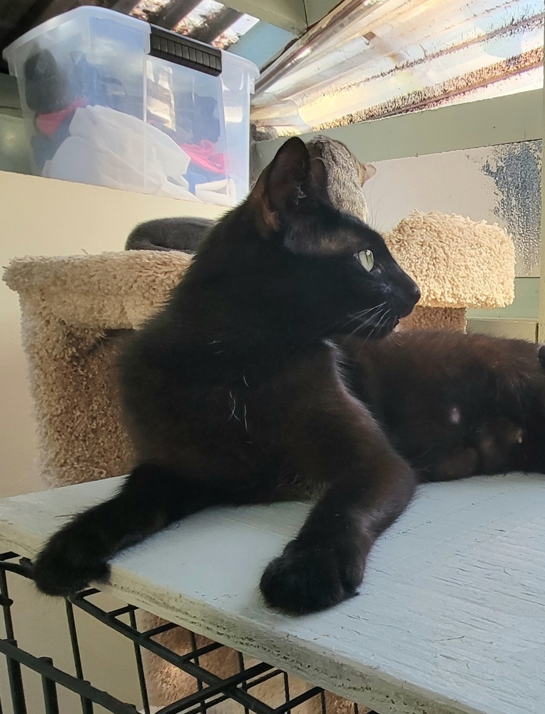 Rosie- Black Female- 1 1/2 year, an adoptable Bombay, Domestic Short Hair in Forest Knolls, CA, 94933 | Photo Image 3