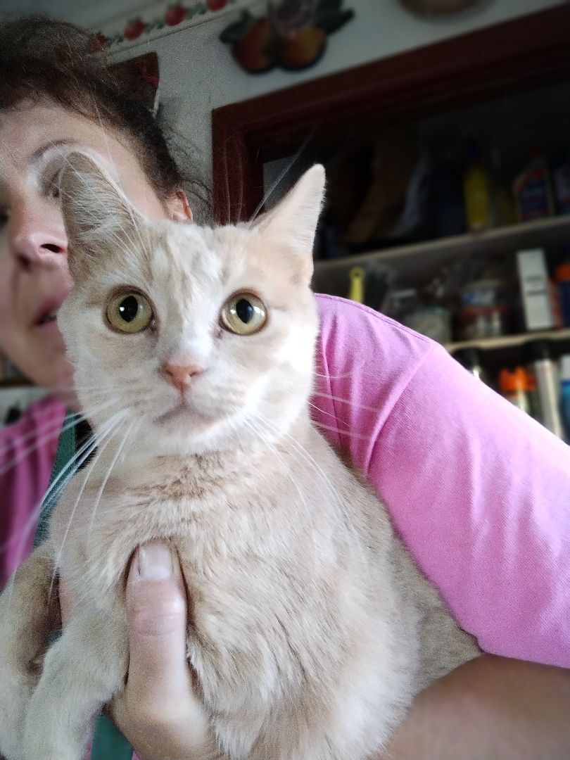 Cat for adoption Julia, a Domestic Short Hair in Jasonville, IN