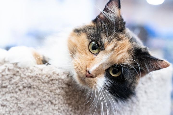 Callie, an adoptable Dilute Calico in Hendersonville, TN_image-1