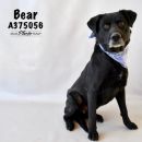 BEAR's profile on Petfinder.com