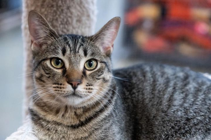 Sam, an adoptable Tiger in Hendersonville, TN_image-2