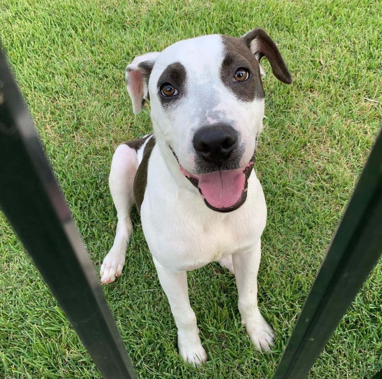 Dog for adoption - Lucky, a Pit Bull Terrier Mix in Shreveport, LA ...