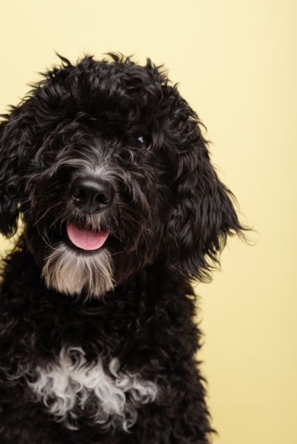 Messy Bear, an adoptable Bernedoodle in Decatur, IL_image-2