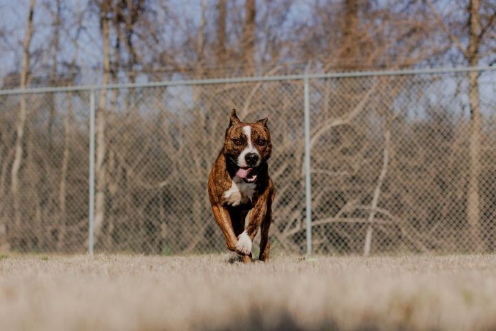 adopt-a-new-friend-during-free-adoption-day-pasadena-humane