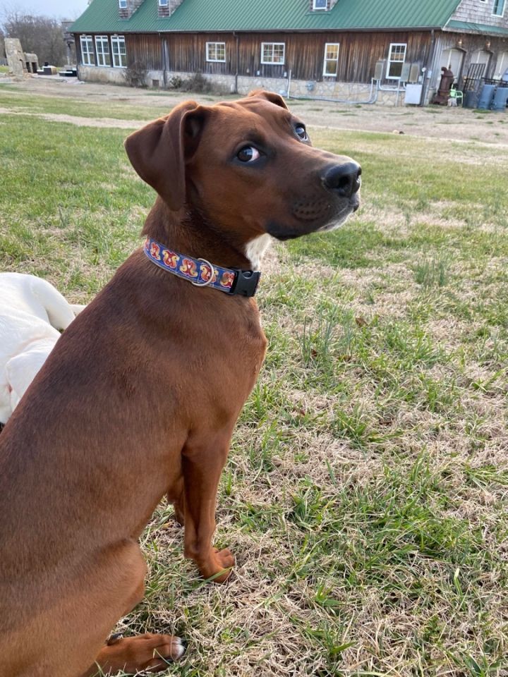 Cabalene Teal, an adoptable Doberman Pinscher & Boxer Mix in Thompson's Station, TN_image-1