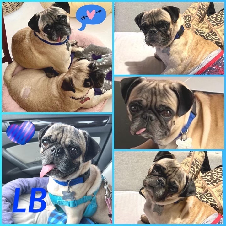LB & Lola, an adoptable Pug in Miami, FL_image-1