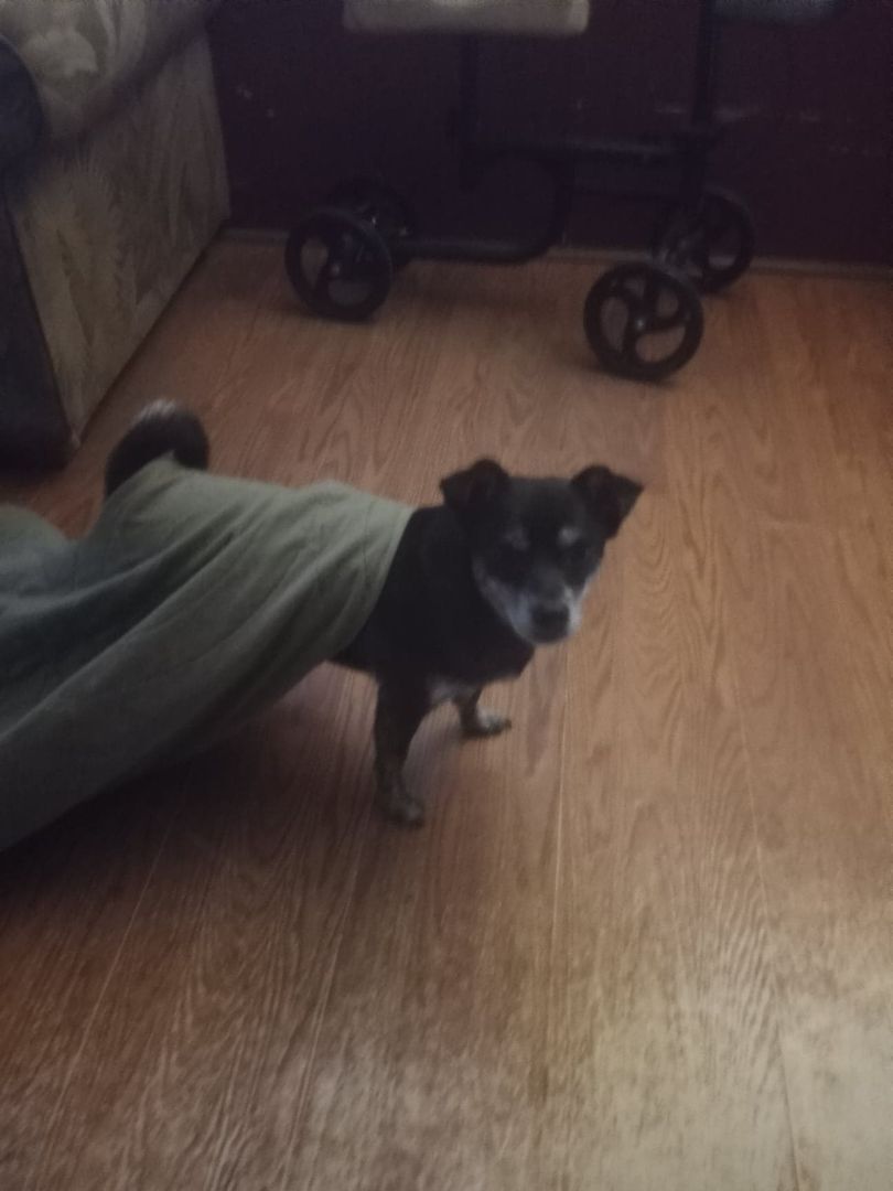 juju, an adoptable Chihuahua in Brewton, AL, 36426 | Photo Image 1