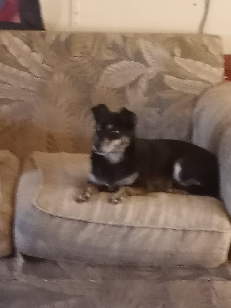 juju, an adoptable Chihuahua in Brewton, AL, 36426 | Photo Image 2