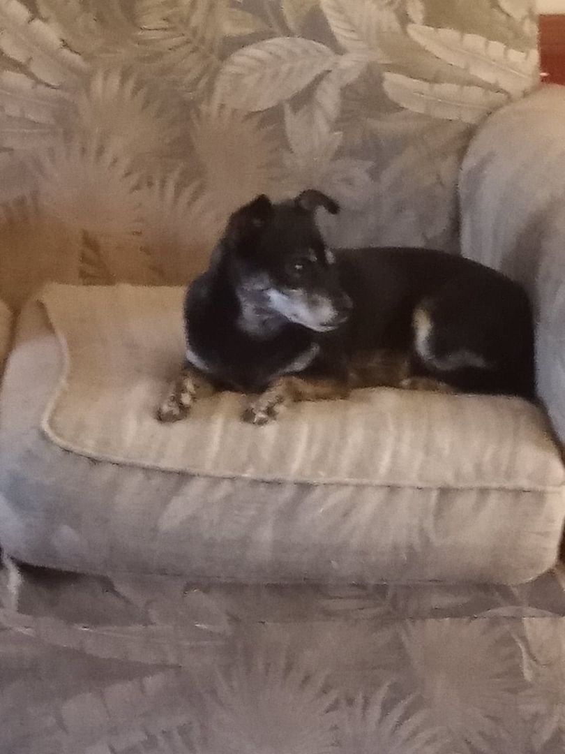 juju, an adoptable Chihuahua in Brewton, AL, 36426 | Photo Image 3