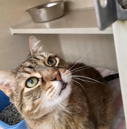 Kittay, an adoptable Domestic Short Hair in Denver, CO, 80204 | Photo Image 1