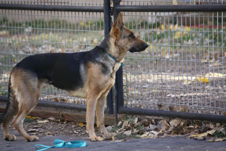 Lulu, an adopted German Shepherd Dog in Albuquerque, NM_image-3