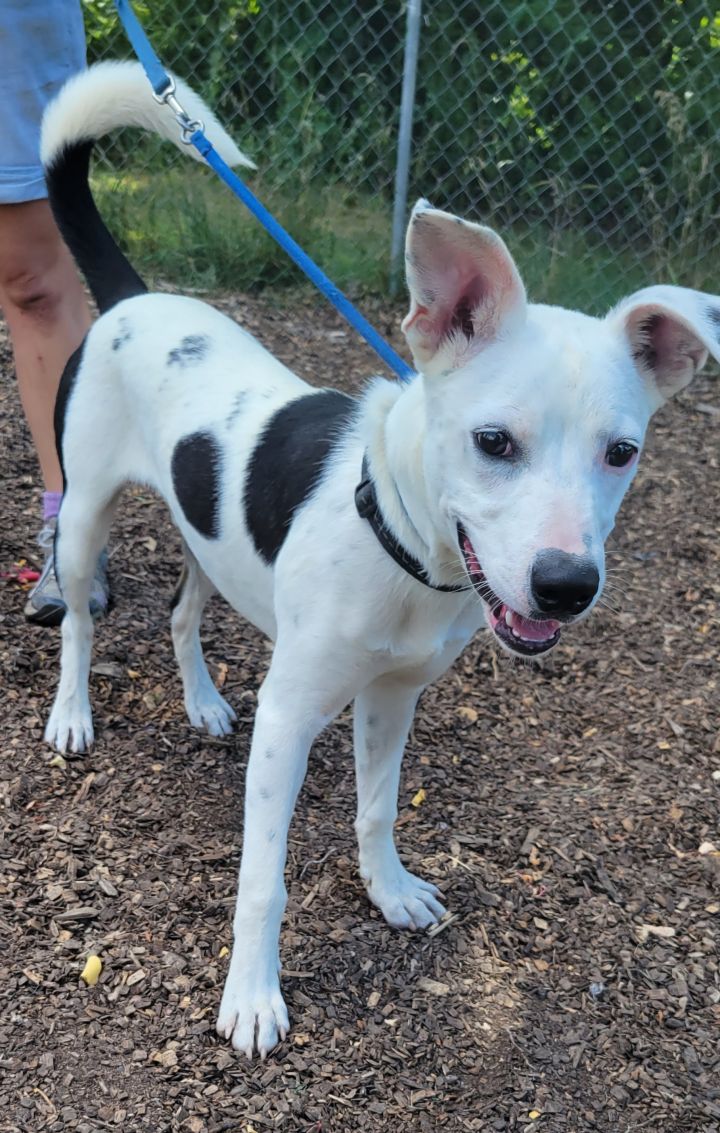 Dog for adoption Pawley, a Dalmatian & Terrier Mix in Bloomingdale, NJ Petfinder