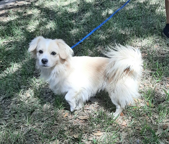 pomeranian spaniel mix