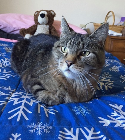 Charlie, an adoptable Domestic Short Hair in Denver, CO, 80204 | Photo Image 2