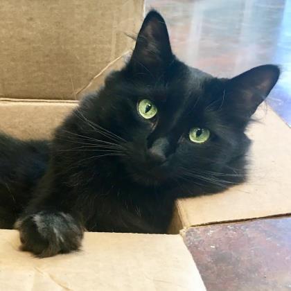 MacCavity, an adoptable Domestic Short Hair in Denver, CO, 80204 | Photo Image 1