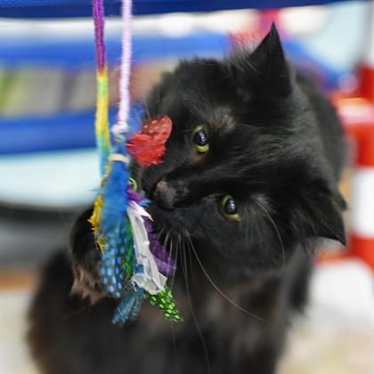 MacCavity, an adoptable Domestic Short Hair in Denver, CO, 80204 | Photo Image 2