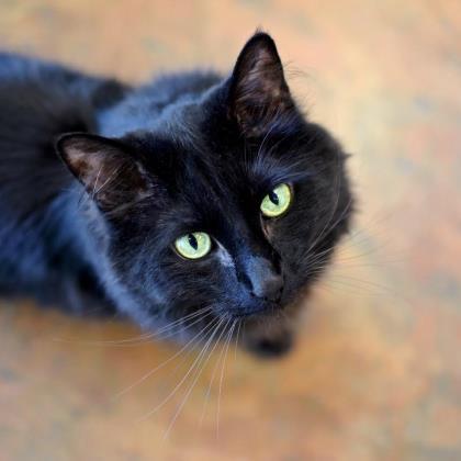 MacCavity, an adoptable Domestic Short Hair in Denver, CO, 80204 | Photo Image 3