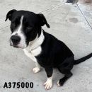 DOMINO BOY's profile on Petfinder.com