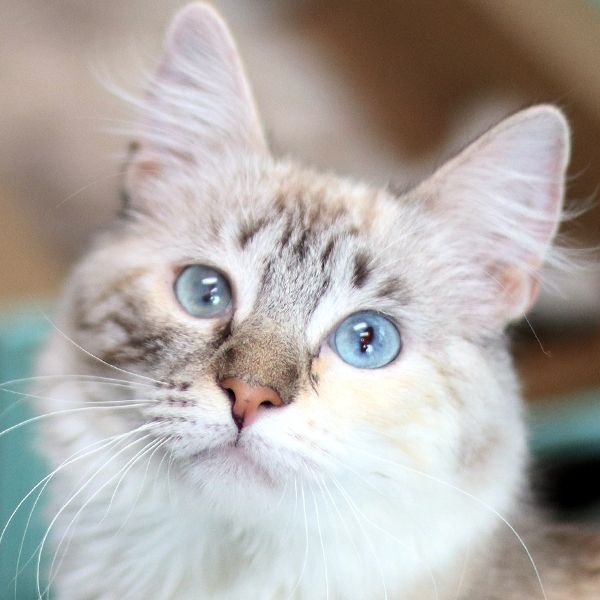 Serena, an adoptable Siamese in Vista, CA, 92084 | Photo Image 2