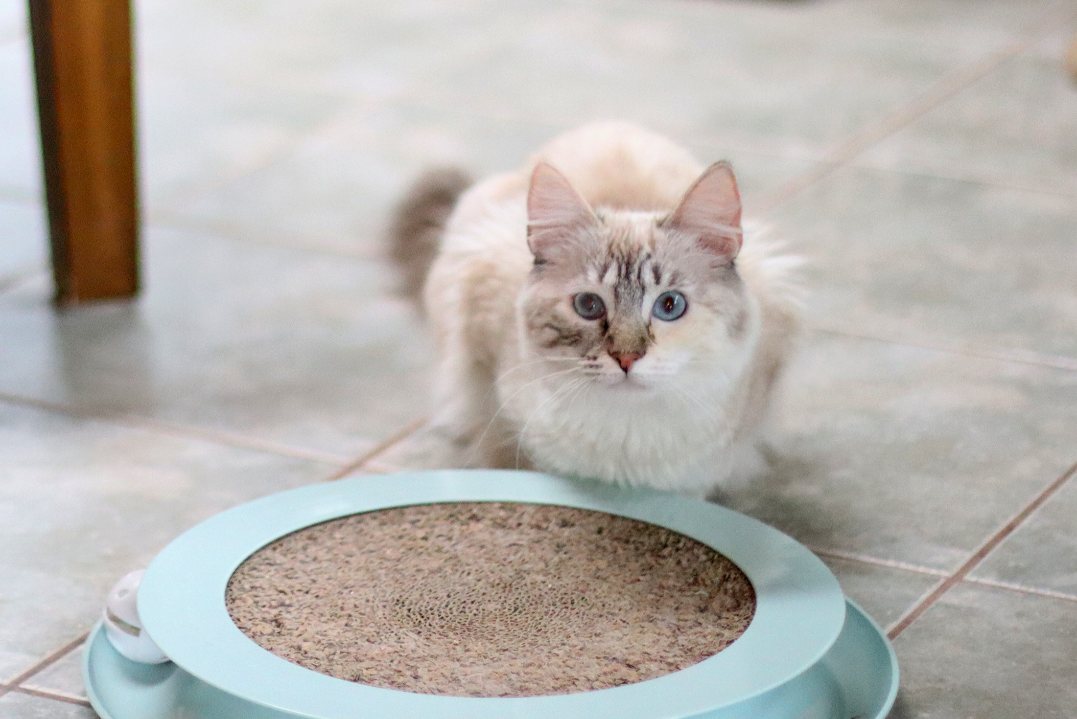 Serena, an adoptable Siamese in Vista, CA, 92084 | Photo Image 8