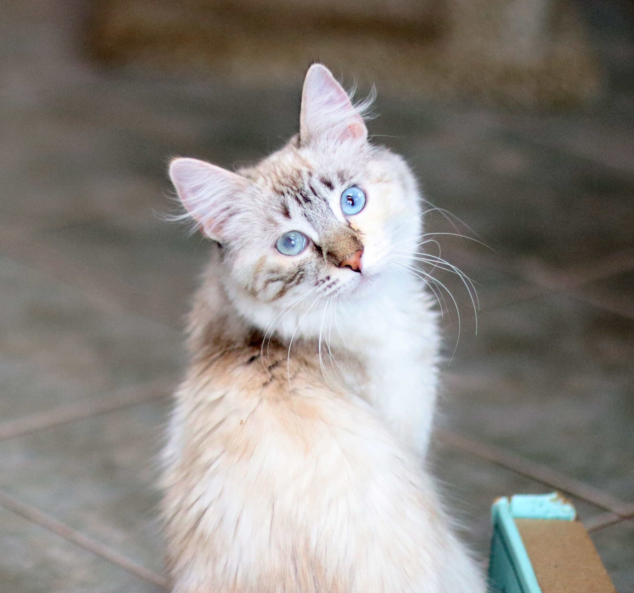 Serena, an adoptable Siamese in Vista, CA, 92084 | Photo Image 9