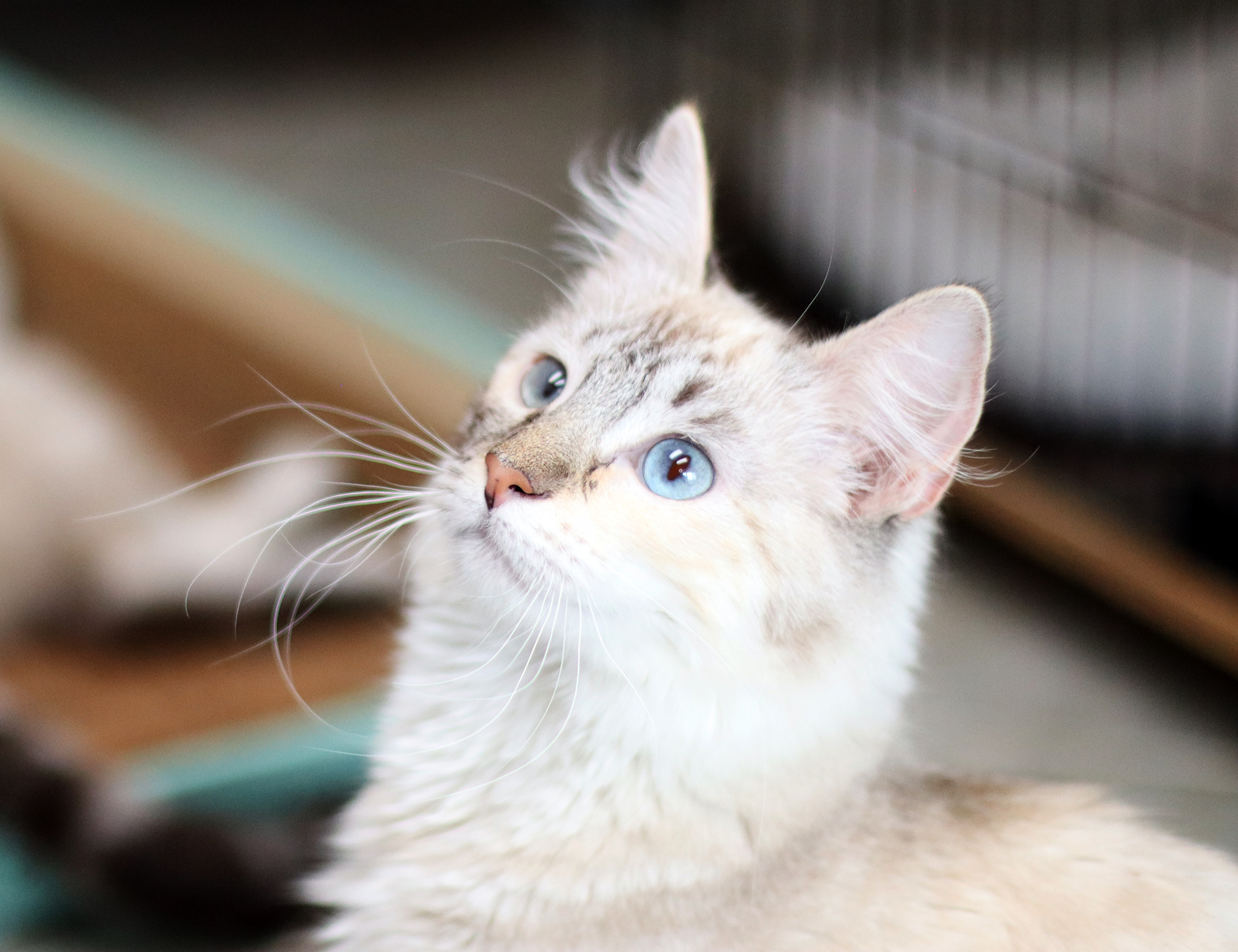 Serena, an adoptable Siamese in Vista, CA, 92084 | Photo Image 10