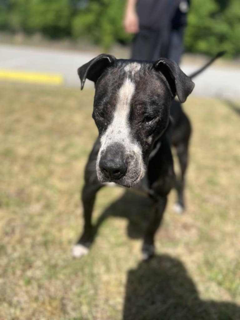 Odin, an adoptable Labrador Retriever in Orangeburg, SC, 29118 | Photo Image 1