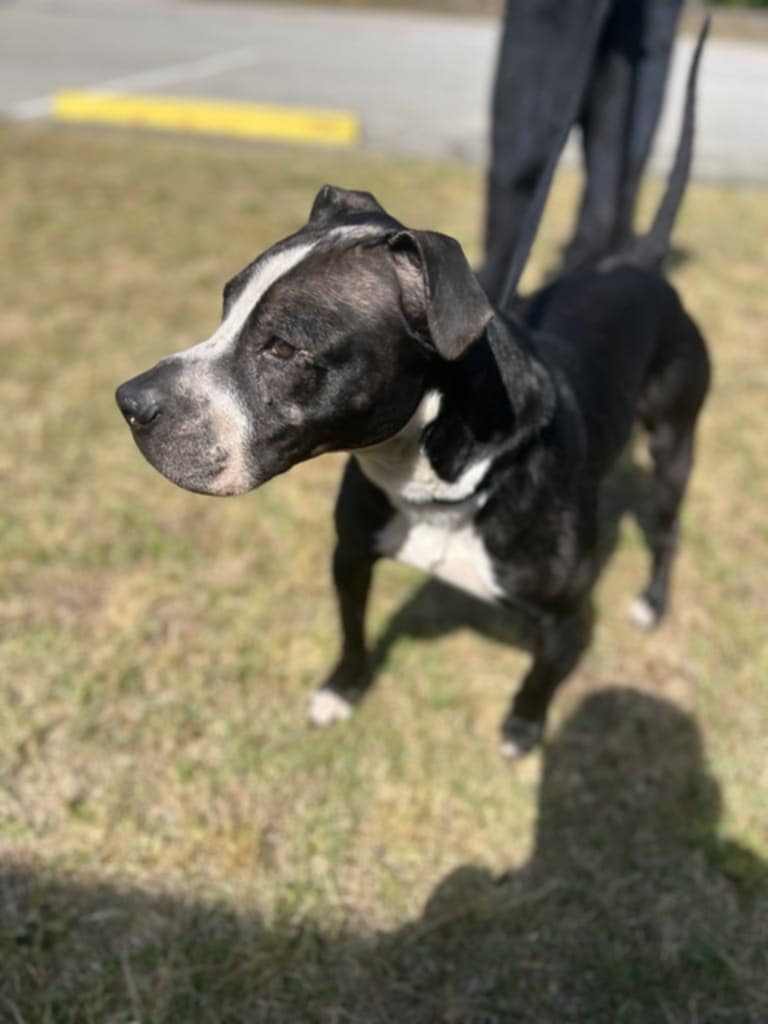 Odin, an adoptable Labrador Retriever in Orangeburg, SC, 29118 | Photo Image 3
