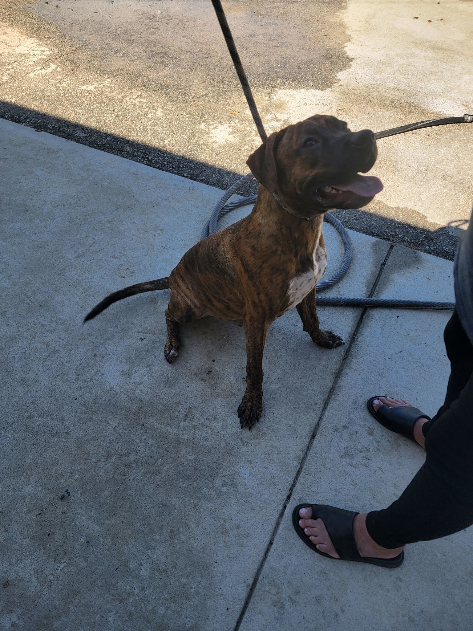 Cosmo, an adoptable Boxer, Labrador Retriever in Orangeburg, SC, 29118 | Photo Image 1