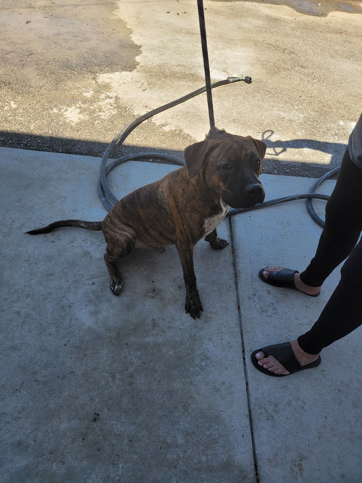 Cosmo, an adoptable Boxer, Labrador Retriever in Orangeburg, SC, 29118 | Photo Image 2