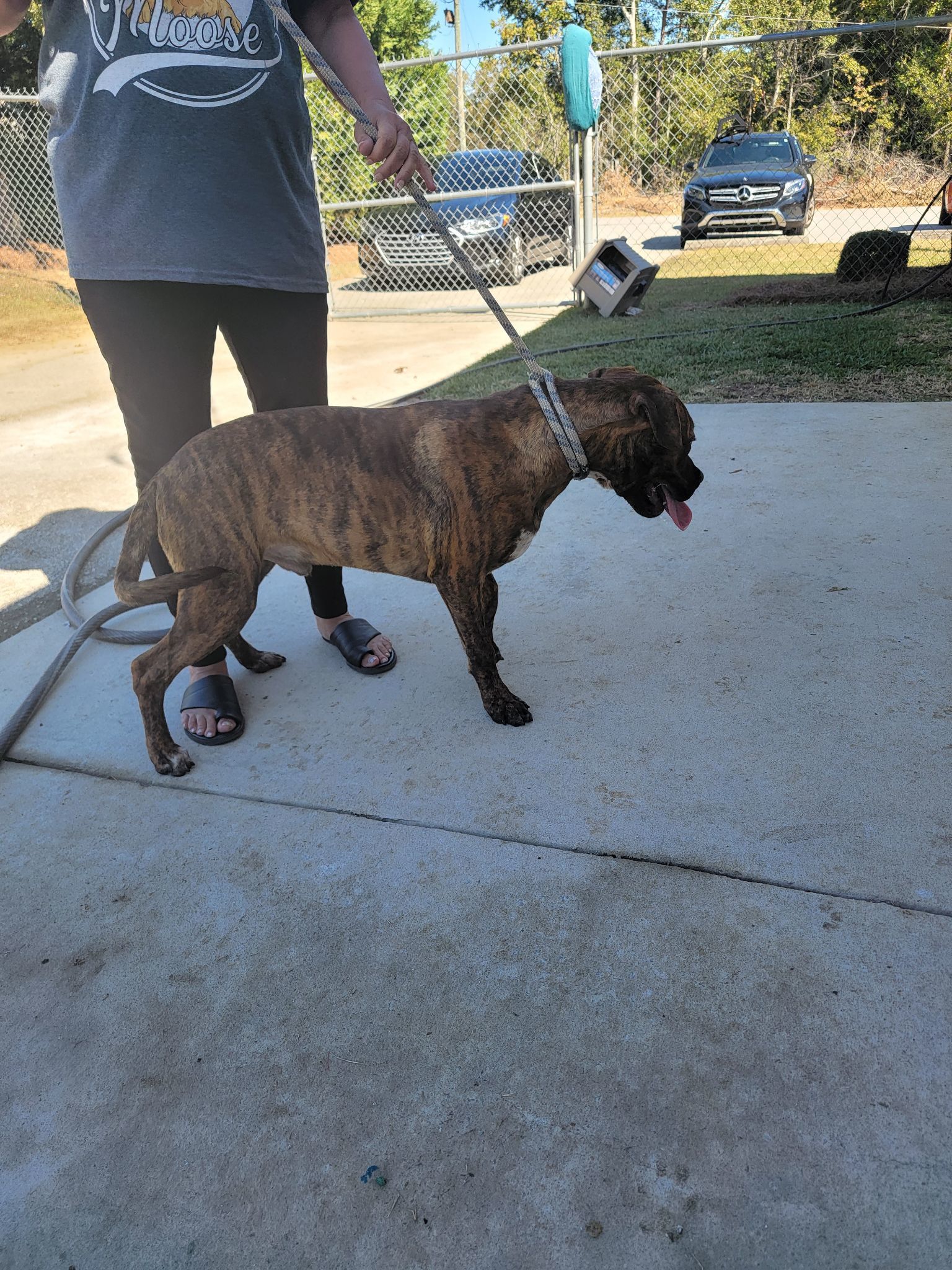 Cosmo, an adoptable Boxer, Labrador Retriever in Orangeburg, SC, 29118 | Photo Image 3