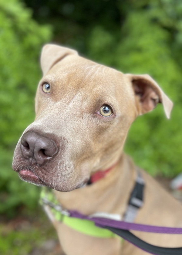 Lindsey, an adoptable Pit Bull Terrier in Vallejo, CA, 94590 | Photo Image 1