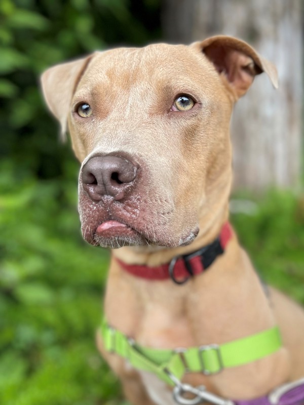 Lindsey, an adoptable Pit Bull Terrier in Vallejo, CA, 94590 | Photo Image 2