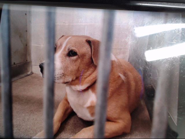 Dog for adoption - DODGER, a Labrador Retriever Mix in San Bernardino, CA |  Petfinder