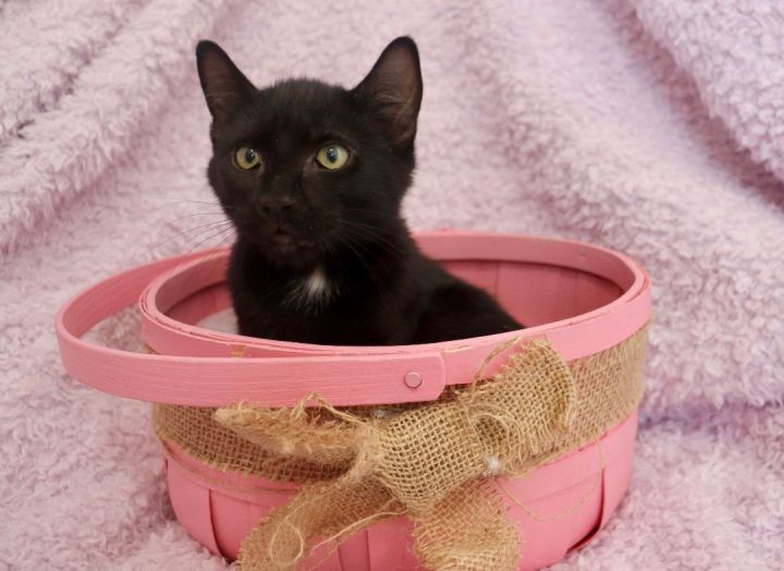 Jaycee, an adoptable Bombay & Domestic Short Hair Mix in Saint Augustine, FL_image-2