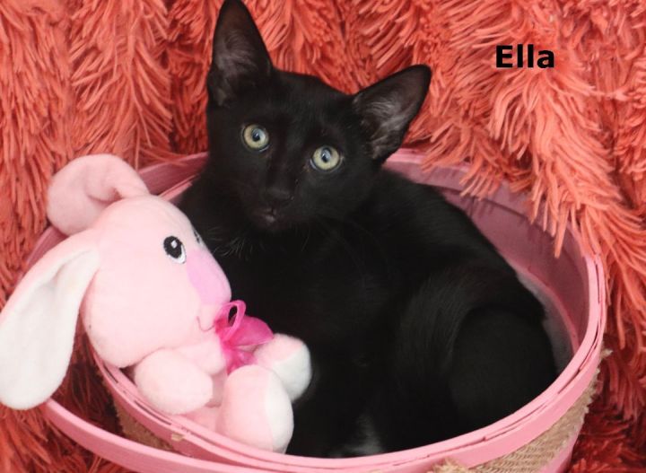 Ella, an adoptable Bombay & Domestic Short Hair Mix in Saint Augustine, FL_image-1