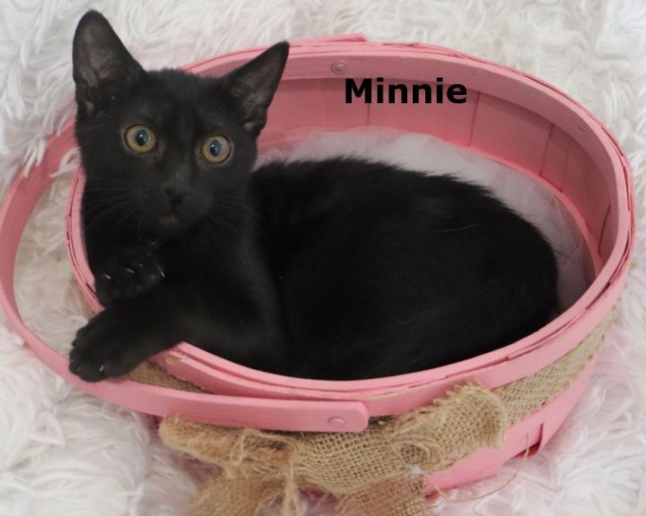 Minnie, an adoptable Domestic Short Hair & Bombay Mix in Saint Augustine, FL_image-1