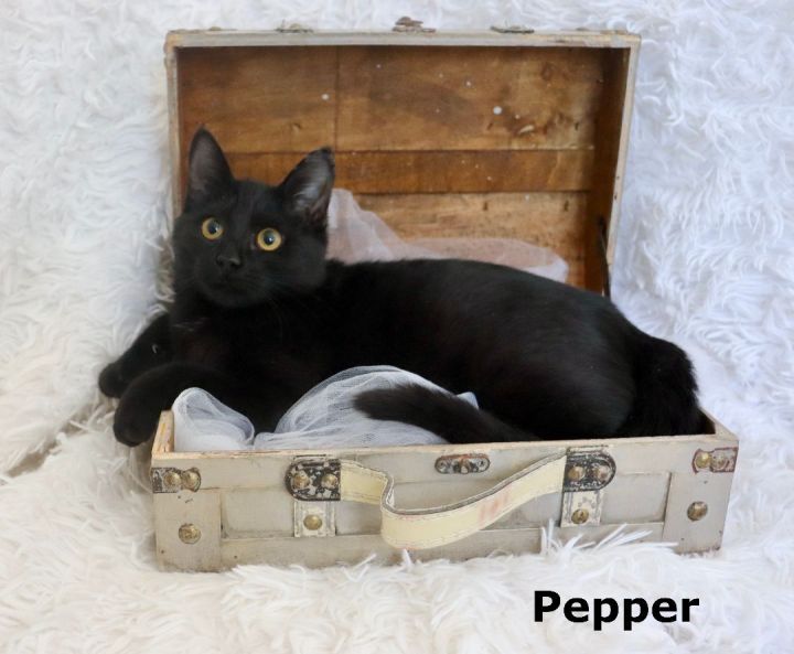 Pepper, an adoptable American Shorthair & Bombay Mix in Saint Augustine, FL_image-1