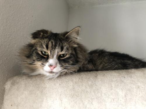 SugarFoot, an adoptable Domestic Long Hair, Tabby in Carson City, NV, 89701 | Photo Image 1