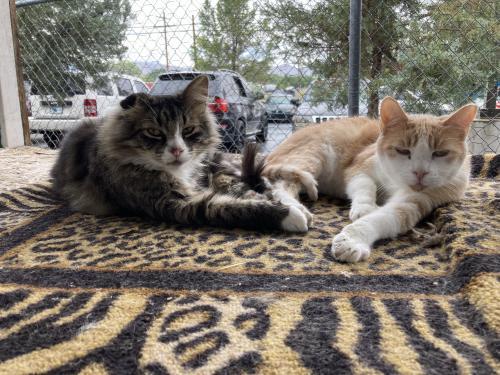 SugarFoot, an adoptable Domestic Long Hair, Tabby in Carson City, NV, 89701 | Photo Image 2