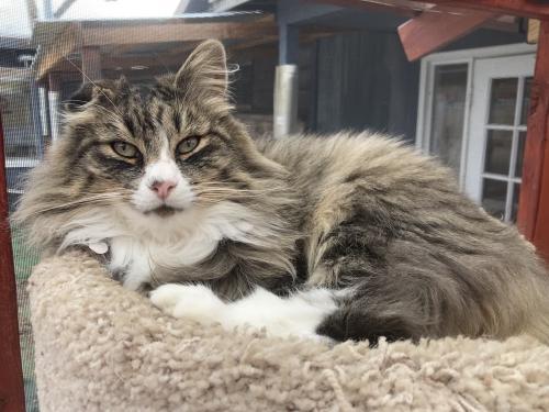 SugarFoot, an adoptable Domestic Long Hair, Tabby in Carson City, NV, 89701 | Photo Image 3