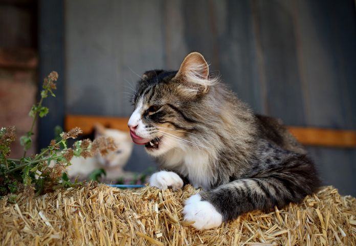 SugarFoot, an adoptable Domestic Long Hair, Tabby in Carson City, NV, 89701 | Photo Image 5