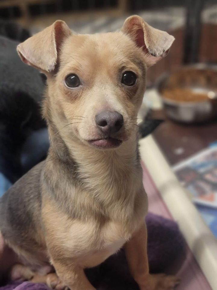 Romeo, an adoptable Chihuahua & Dachshund Mix in Wantagh, NY_image-2